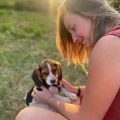 Chiot beagle